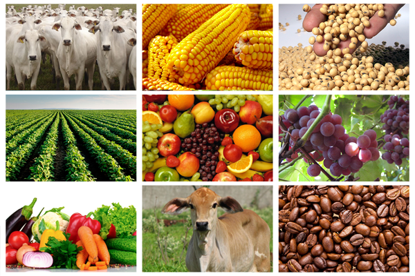 Segurança para as Commodities, entenda como é feita a proteção pelo mercado financeiro 